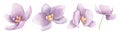 Watercolor Flowers of purple Orchid Phalaenopsis. Hand drawn floral illustration in delicate pink colors. Botanical