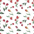 Watercolor flowers red tulip. Seamless pattern on white background.