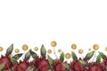 Watercolor flowers seamless horizontal border with yellow craspedia wild flower and red telopea Australian symbol