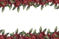 Watercolor flowers seamless horizontal frame border with red telopea Australian symbol waratah. Decoration for greeting