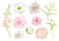 Watercolor flowers set. Hand painted blush, white and pink flower heads isolated on white background. Elegant pastel