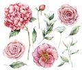 Watercolor flowers set. Hand painted vintage flowers, pink roses, hydrangea and eucalyptus leaves isolated on a white