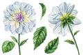 Watercolor flowers set on an isolated white background, watercolor illustration, hand drawing white dahlia flowers Royalty Free Stock Photo