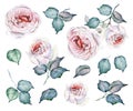 Watercolor Flowers Set. Roses Bouquets and floral elements Royalty Free Stock Photo