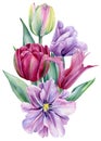 Watercolor flowers tulips on isolated white background, botanical painting. floral design. Spring bouquet. Royalty Free Stock Photo