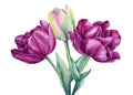 Watercolor flowers tulips on isolated white background, botanical painting. floral design. Spring bouquet. Royalty Free Stock Photo