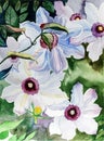 Watercolor flowers - white clematis Royalty Free Stock Photo