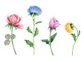 Watercolor flowers on white Royalty Free Stock Photo