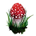 Watercolor fly agaric in grass and soil. Hand-drawn illustration isolated on white background. Royalty Free Stock Photo