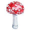 Watercolor Fly agaric isolated on white background. Hand-drawn poisonous mushroom. Mushroom with red cap illustration Royalty Free Stock Photo