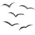 Watercolor flying birds silhouette. Seagull bird symbol and icon on white