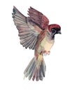 Watercolor flying sparrow hand-drawn bird creative animal object isolated on whitebackground. Clip art for sketchbook