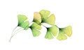 Watercolor foliage arch. Ginkgo tree branch. Round design element. Transparent green leaves isolated on white. Realistic