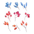 Watercolor forest berries Royalty Free Stock Photo
