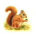 Watercolor forest squirrel illustration hand painted