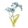 Watercolor Forget-me-not flowers. Wild flower set isolated on white. Botanical watercolor illustration, rustic flowers