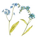 Watercolor Forget-me-not flowers. Wild flower set isolated on white. Botanical watercolor illustration, rustic flowers