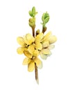 Watercolor forsythia blooming twig