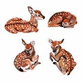 Watercolor Four Found Baby Deer. Wildlife art illustration. Royalty Free Stock Photo