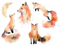 Watercolor fox Animals illustration isolated on white background.