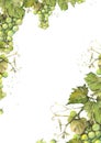 Watercolor frame or background with bunches green grapes