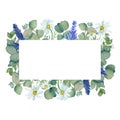 Watercolor frame of branches of medicinal eucalyptus, flowers of pharmacy chamomile and lavender twigs isolated on a white backgro