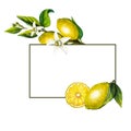Watercolor frame lemon tree branch with flowers isolated on white background. Hand drawn botanical illustration of Royalty Free Stock Photo