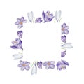 Watercolor frame, logo with white and purple blooming crocus flower isolated on white background. Spring and easter Royalty Free Stock Photo