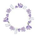 Watercolor frame, logo with white and purple blooming crocus flower isolated on white background. Spring and easter Royalty Free Stock Photo