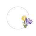 Watercolor frame, logo with yellow, purple and white blooming crocus flowers isolated on white background. Spring and