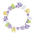 Watercolor frame, logo with yellow, purple and white blooming crocus flowers isolated on white background. Spring and