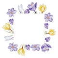 Watercolor frame, logo with yellow, purple and white blooming crocus flowers isolated on white background. Spring and