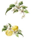 Watercolor frame of ripe lemons, leaves and flowers. Hand painted tropical border of fresh fruits isolated on white