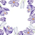 Watercolor frame with white and purple blooming crocus flower isolated on white background. Spring and easter botanical Royalty Free Stock Photo