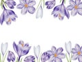 Watercolor frame with white and purple blooming crocus flower isolated on white background. Spring and easter botanical Royalty Free Stock Photo