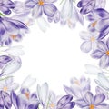 Watercolor frame with white and purple blooming crocus flower isolated on white background. Spring and easter botanical Royalty Free Stock Photo