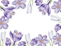 Watercolor frame with white and purple blooming crocus flower isolated on white background. Spring and easter botanical Royalty Free Stock Photo