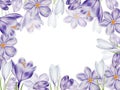 Watercolor frame with white and purple blooming crocus flower isolated on white background. Spring and easter botanical Royalty Free Stock Photo