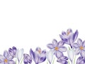 Watercolor frame with white and purple blooming crocus flower isolated on white background. Spring and easter botanical Royalty Free Stock Photo