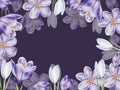 Watercolor frame with white and purple blooming crocus flower isolated on background. Spring and easter botanical hand Royalty Free Stock Photo