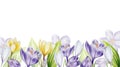 Watercolor frame with yellow, purple and white blooming crocus flowers isolated on white background. Spring and easter Royalty Free Stock Photo