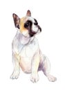 Watercolor French bulldog isolated on white background, illustration.