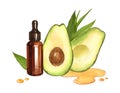 Watercolor fresh avocado fruit and essential oil extract in glass dropper bottle. Hand-drawn illustration isolated on