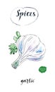 Watercolor fresh bulb of garlic with leaves of parsley