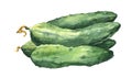 Watercolor fresh cucumbers