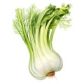 Watercolor fresh fennel isolated on white background
