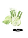 Watercolor fresh fennel on white background