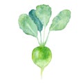 Hand painted watercolor fresh green radish with green leaves isolated on white background