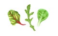 Watercolor fresh green salad leaf