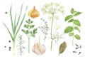 Watercolor herbs and spices Royalty Free Stock Photo